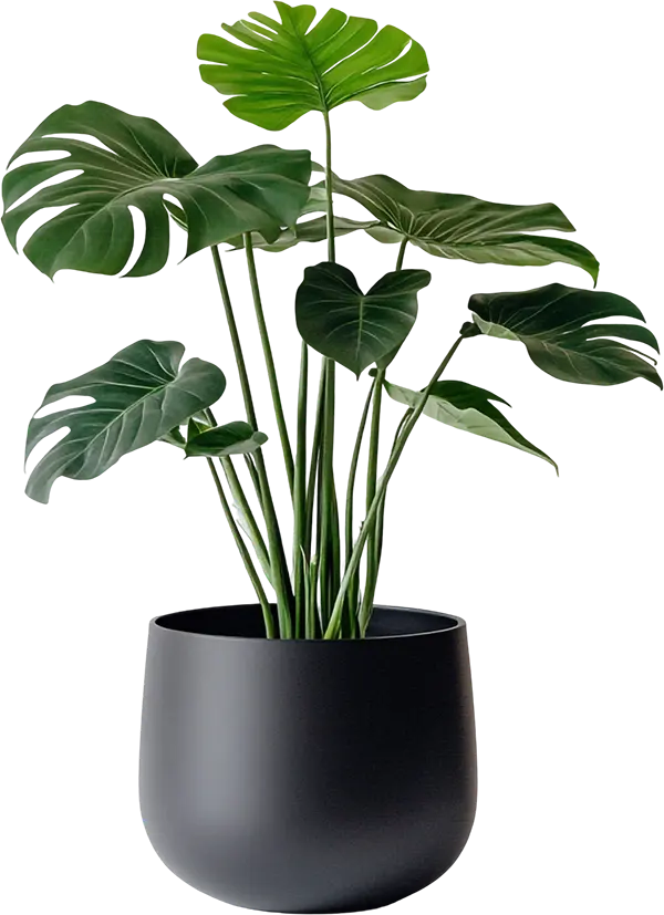 Philodendron 3 - Image 2